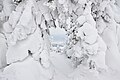 Кухта - налипання снігу на гілках дерев - в умовах високої вологості та низької температури. Мармароський масив Українських Карпат.