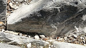삼엽충 화석