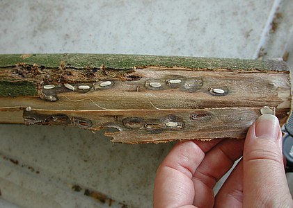 Eggs within pits with the bark removed.