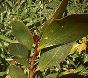 Acacia phlebophylla.jpg