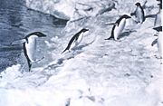 Adeliepinguine beim Landgang