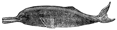 Fig. 11. Delphimis gangeticus.