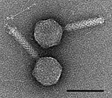 Alteromonas Myovirus V22 alt.jpg