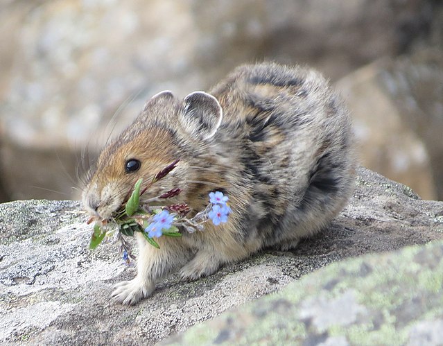 Brown and gray pika carrying flowers in its mouth