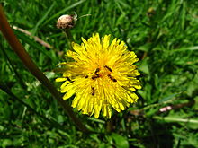 Ants may obtain nectar from flowers such as the dandelion, but are only rarely known to pollinate flowers. Ants on a dandelion.jpg