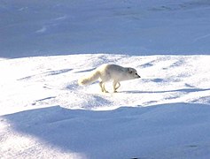 Naali (Alopex lagopus).