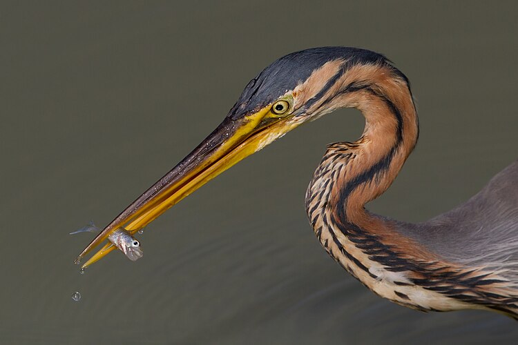 Рыжая цапля (Ardea purpurea), поймавшая судака (Sander lucioperca)