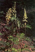 Vignette pour Astragalus canadensis