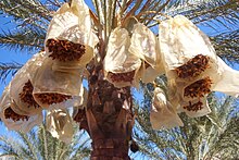 Énormes grappes de dattes enveloppées de sachets sur l'arbre.