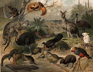 Papuan, Australian and New Zealand fauna. This image was likely first published in the first edition (1876-1899) of the Nordisk familjebok. Australisk fauna, Nordisk familjebok.jpg