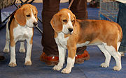 A pair of Polish show Beagles showing a faded tricolour