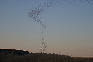 A swarm of birds in the summer evening at Bitt...