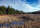 Black Moshannon State Park