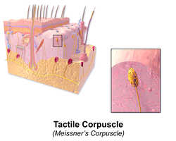 Blausen 0808 Skin TactileCorpuscle.png