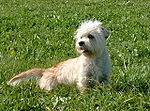 Miniatura para Dandie Dinmont terrier