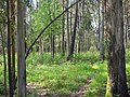 Bosque de eucaliptos e piñeiros