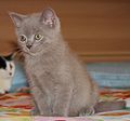 Gato británico de pelo corto de 2 meses de edad.