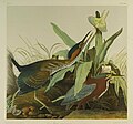 Butorides virescens ab Audubon pictus. Brooklyn Museum.