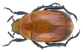 Callistethus plagiicollis