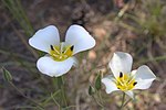 Miniatura para Calochortus leichtlinii