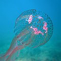 Pelagia noctiluca