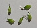 Luhtasaran (Carex vesicaria) pullakoita