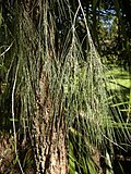 Miniatura para Allocasuarina torulosa