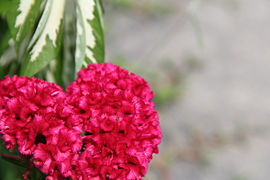 Heart Shape of Celosia cristata