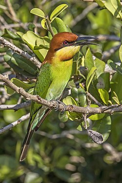 Chestnut-headed bee-eater by Charles J. Sharp