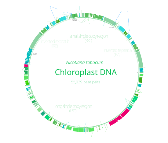 Chloroplast DNA blank.svg