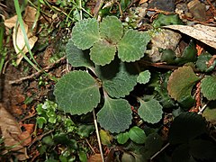 花茎が立たない走出枝のロゼット。葉脈に沿って白色がかったすじが目立つ。