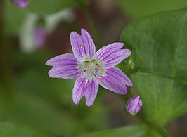 Roze winterpostelein