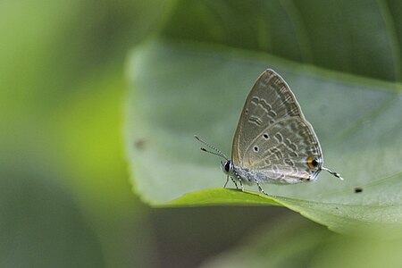 Ventral view