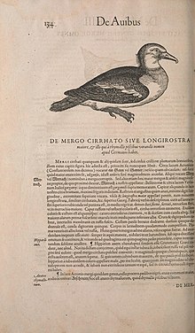 A Serétta inte l'òpia de C.Gesner Historiae animalium (1586)
