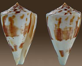 Conus lenavati