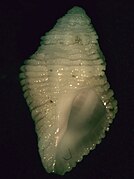 Coralliophila mira