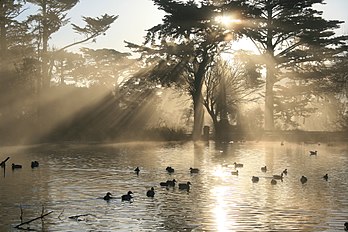 Rais de lumière crépusculaire sur le lac Stow, dans le parc du Golden Gate, à San Francisco. Sur la gauche, on voit des rayons provenant du lac. (définition réelle 2 400 × 1 600)