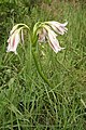 Crinum ornatum