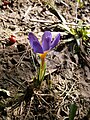 Crocus sieberi subsp. sublimis 'Tricolor' side-view