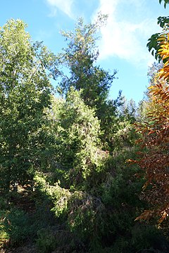 Description de l'image Cupressus chengiana - Quarryhill Botanical Garden - DSC03571.JPG.