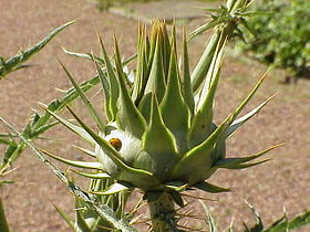 Cynara cardunculus L. subsp. cardunculus