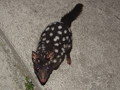 Chat marsupial moucheté à l'extérieur d'une maison.