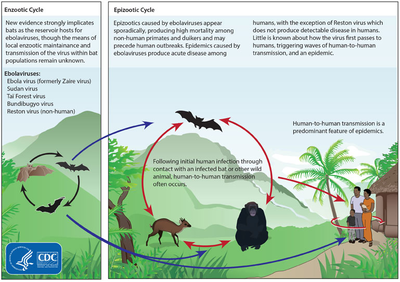 Life cycles of the Ebolavirus EbolaCycle.png