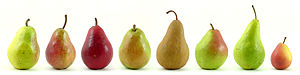 Eight varieties of pears from U.S. markets