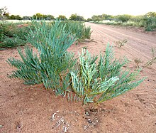 Elephantorrhiza cf. elephantina, loof, Steenbokpan.jpg