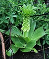 Gewellte Schopflilie (Eucomis autumnalis subsp. clavata)
