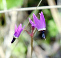 dodecatheon hendersonii (woodland shooting star)