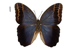 Caligo illioneus