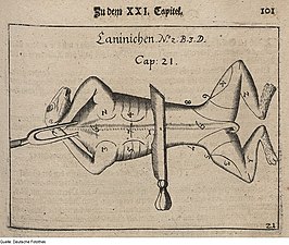 Lapin avec lignes de découpe, 1657