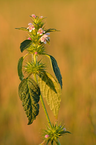 Пикульник обыкновенный (Galeopsis tetrahit)